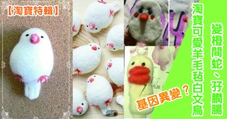 【淘寶特輯】基因異變？淘寶可愛羊毛氈白文鳥變橙間蛇、孖膶腸